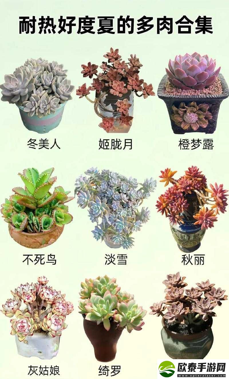皇家共享小公主多肉秘籍