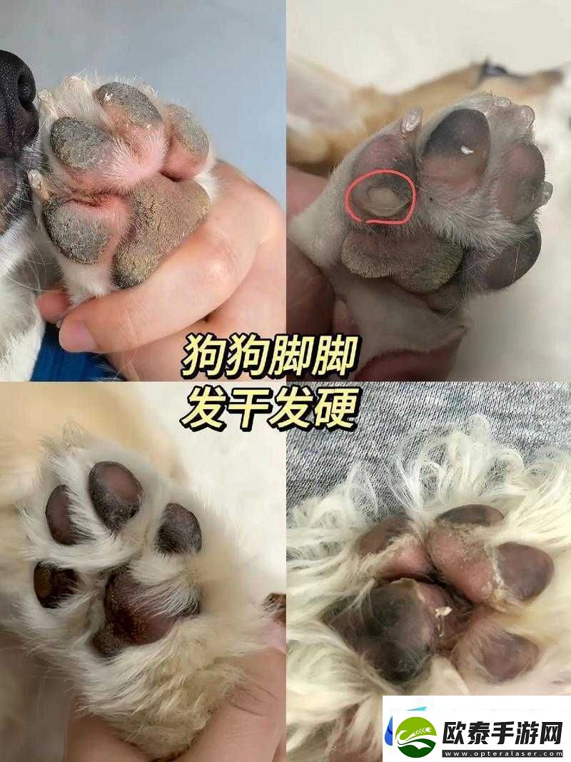 狗狗的东西又硬又烫这到底是什么情况令人费解