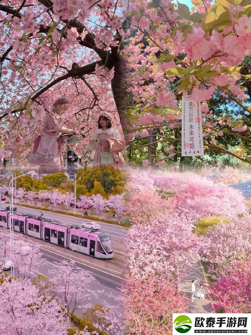 我们换个地方做樱花——开启别样浪漫之旅