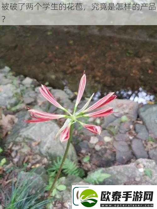 被破了两个学生的花苞