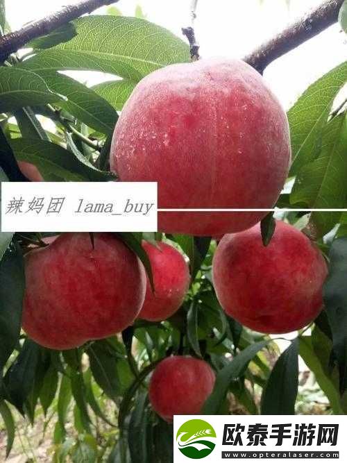 无人一区二区区别红桃内幕揭秘