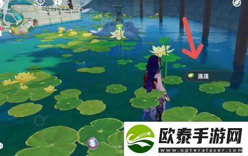 原神莲蓬在哪里