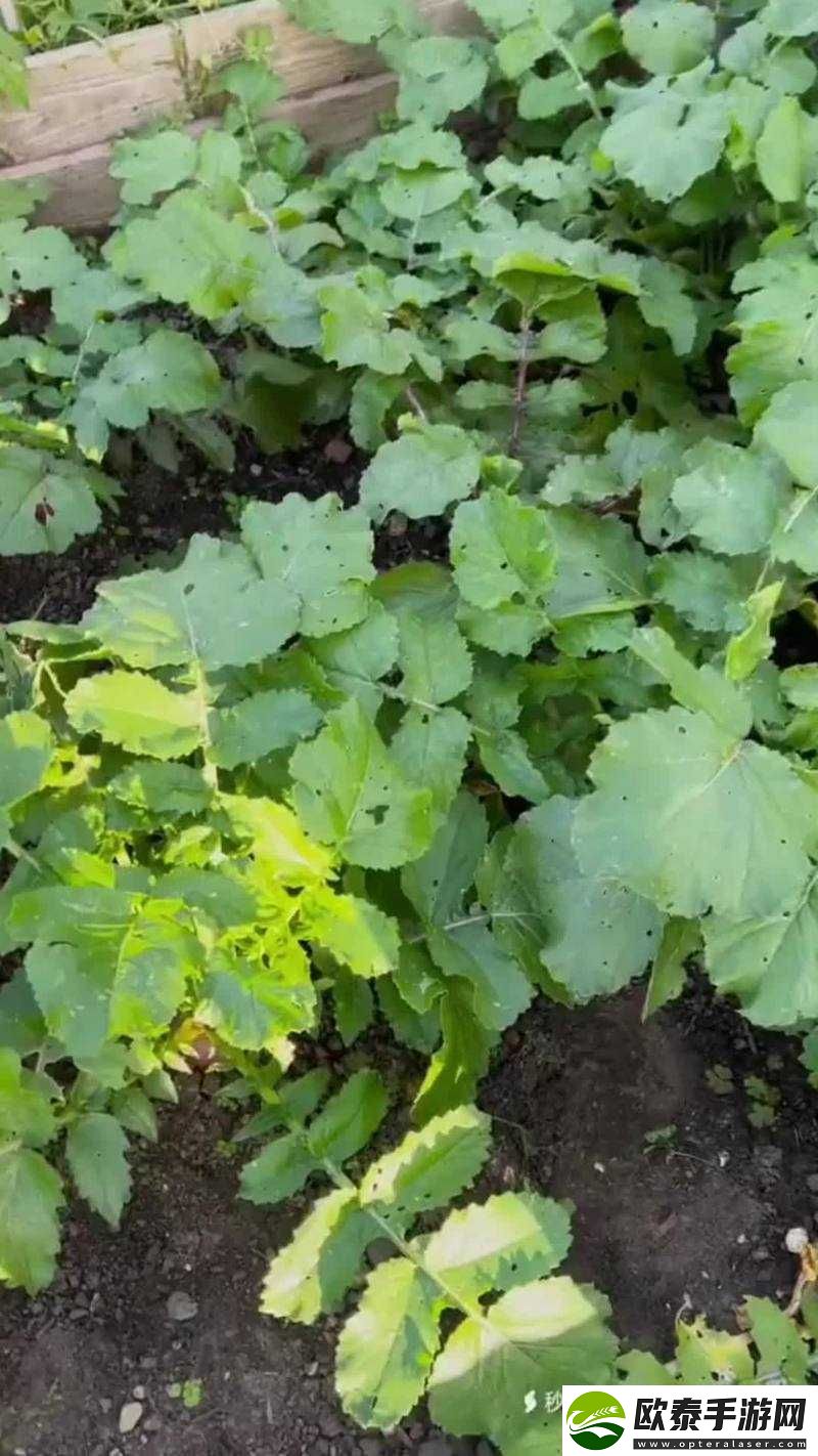 萝卜视频老款