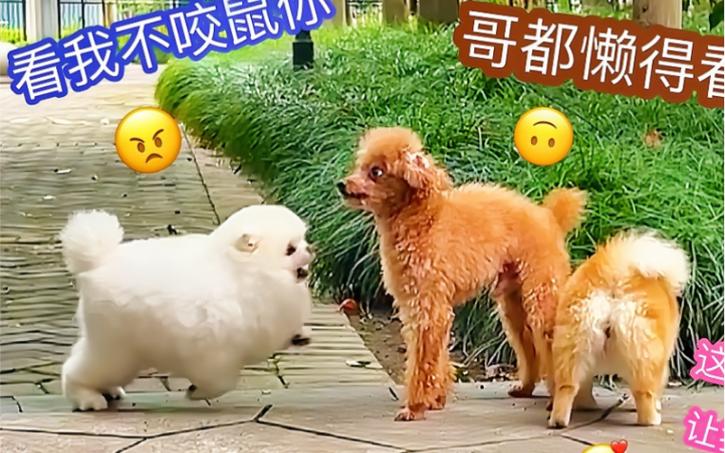 三个人的爱恨情仇完整视频