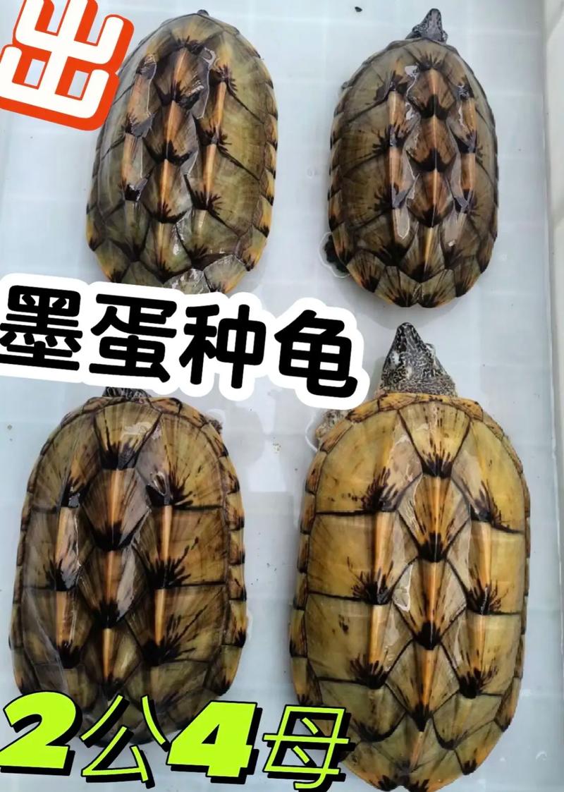 公翁大龟挺进我的小