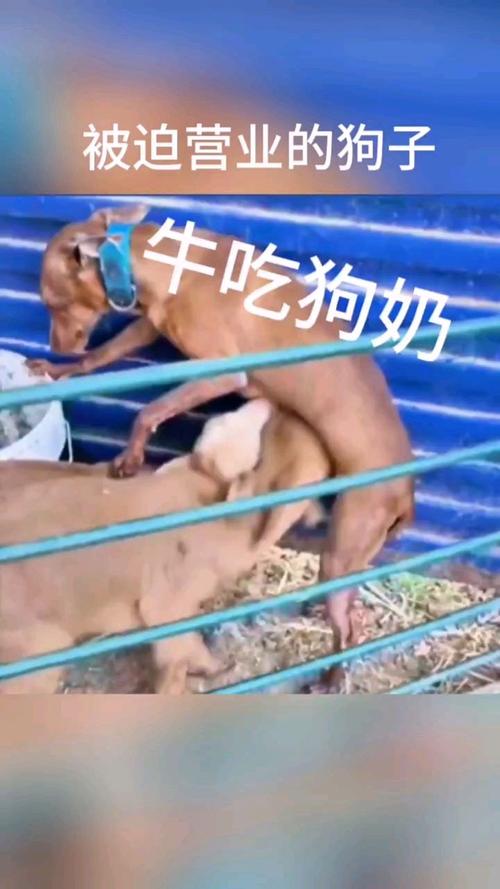 公天天吃我奶躁我的在