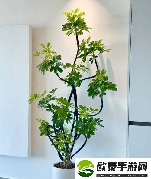 发现坐着扦**b有什么好处让你的植物更具生机