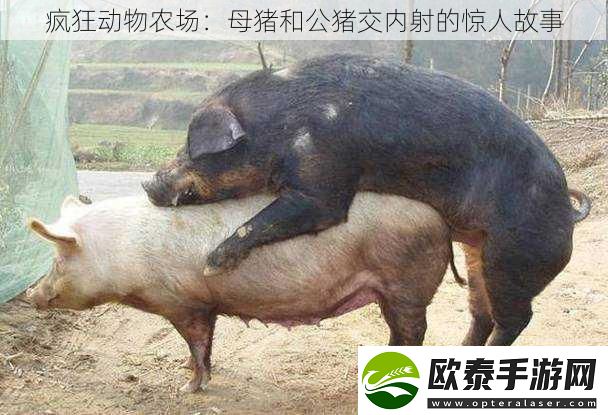 疯狂动物农场