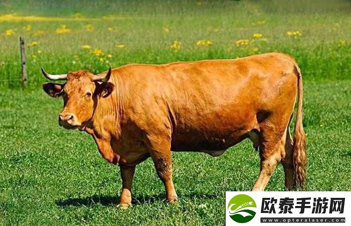 日本丰满多毛ⅩⅩⅩⅩ牛牛