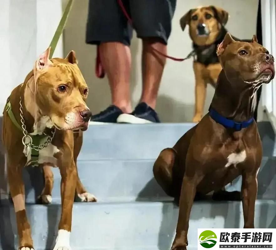 人狗大战2高清正版免费