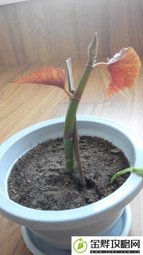 在床上的