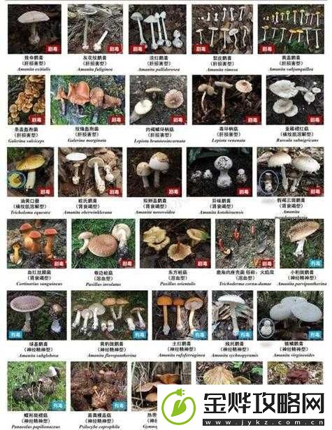 蘑菇科普