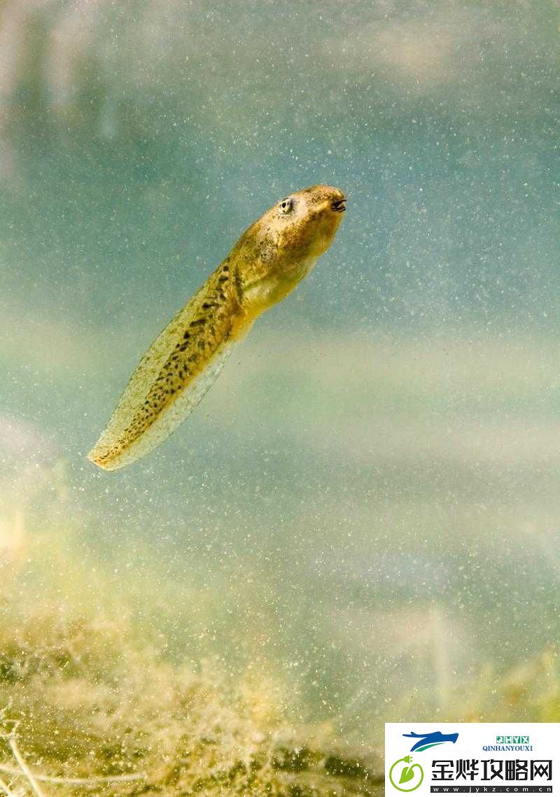 窝蝌蚪