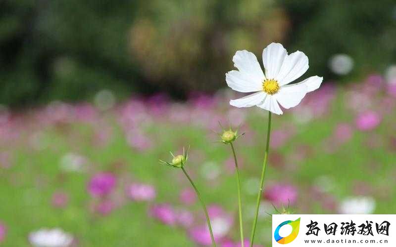 野花视频最新免费观看