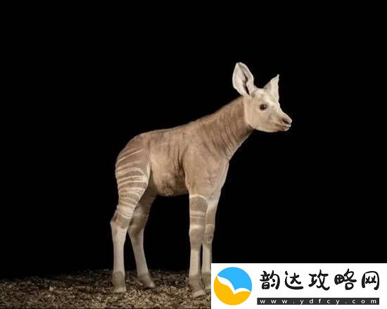 冷知识