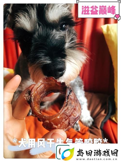 犬类健康的秘密