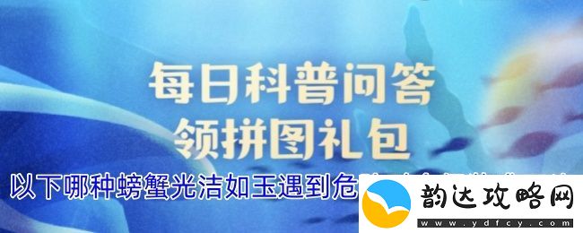 这种光洁如玉的螃蟹在遭遇危险时会巧妙伪装成岩石以保护自己