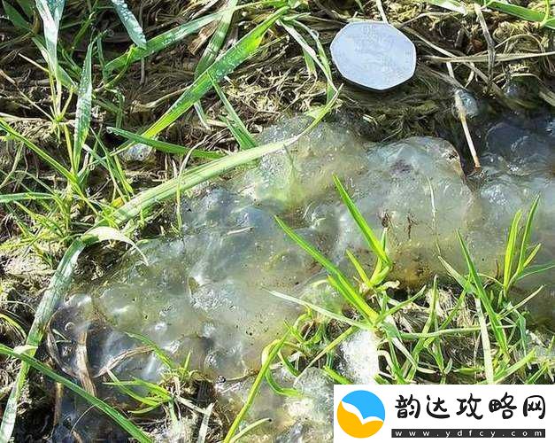 果冻传染煤