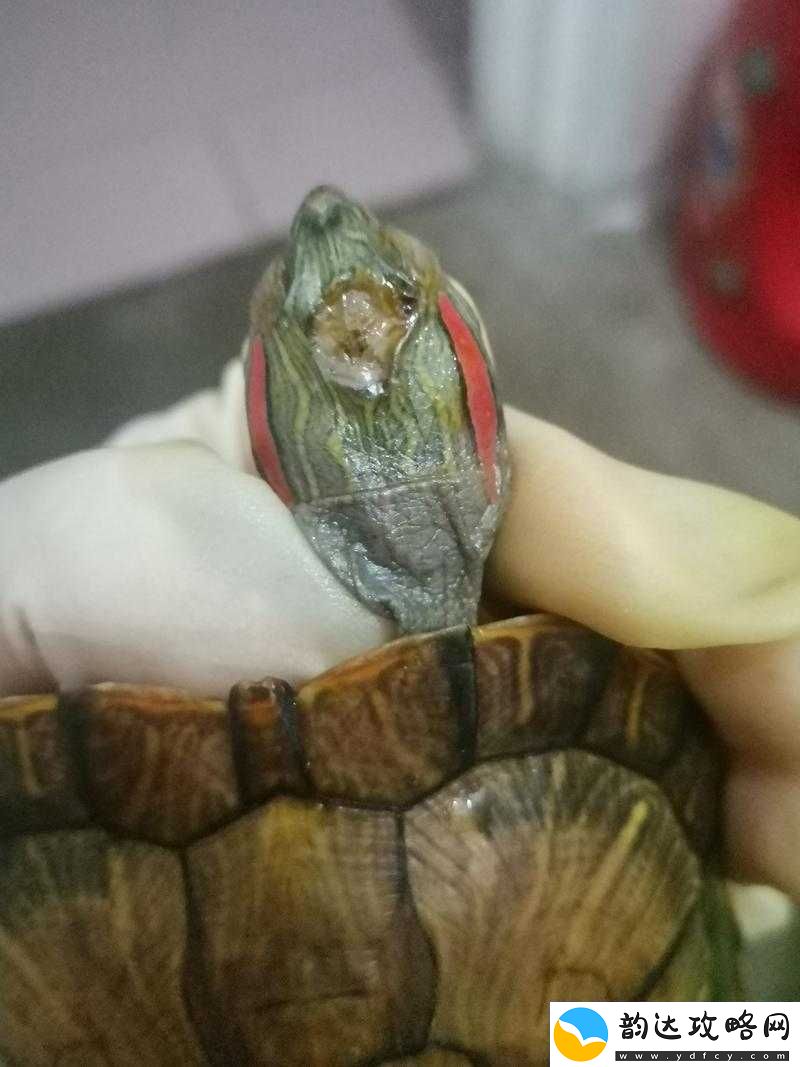 龟的头边缘有小颗粒不痛不痒