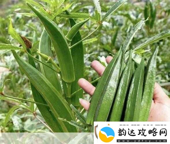 幸福宝榴莲视频秋葵视频
