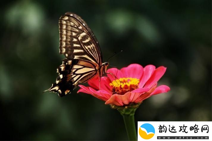 花蝴蝶看片