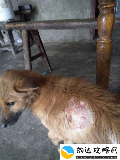狗狗的东西又硬又烫又臭