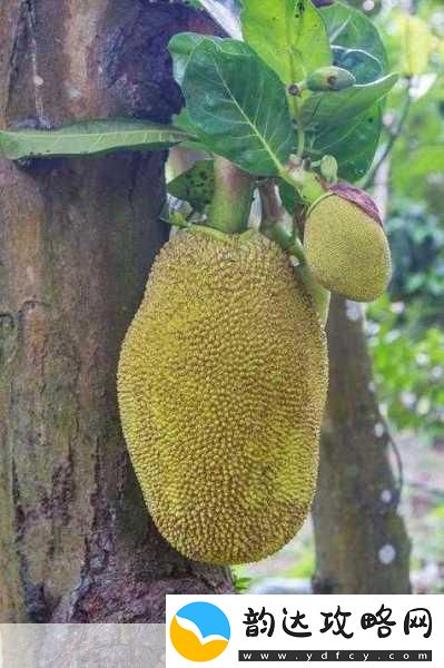 www.菠萝蜜水蜜桃