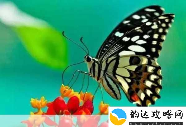 花蝴蝶看片
