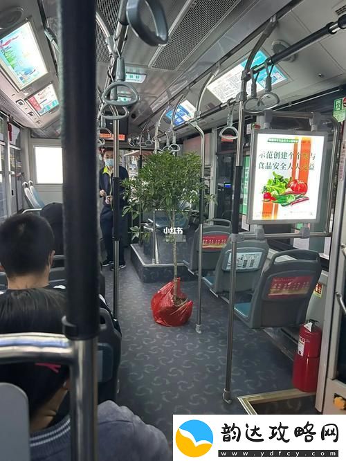 杨大壮和田桂花的公交车
