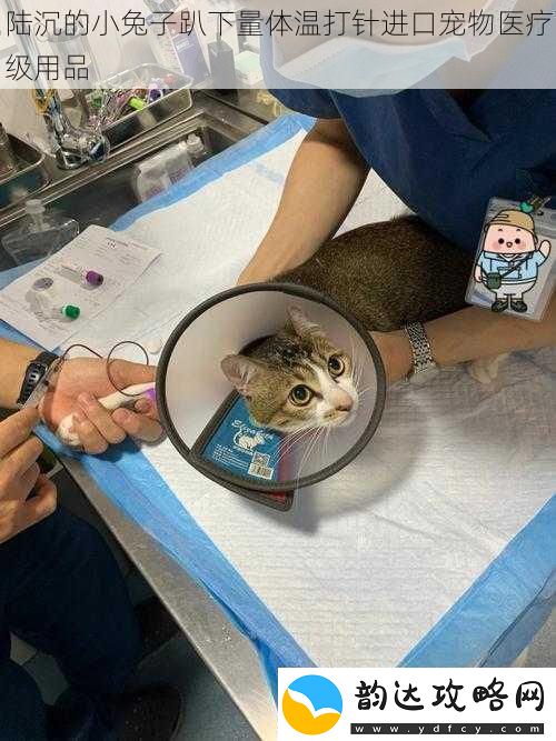 陆沉的小兔子趴下量体温打针进口宠物医疗级用品