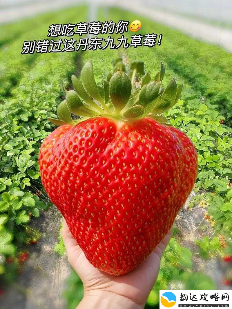 蜜丝婷大草莓和小草莓对比详解