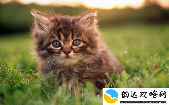 猫咪小院中的小锋与小志