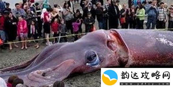 从海洋传说到科学发现