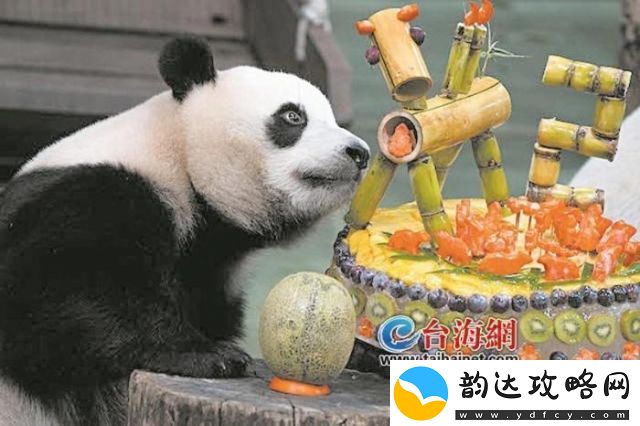 奇异大陆热潮再起