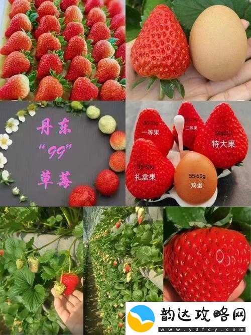 久久草莓还是九九草莓