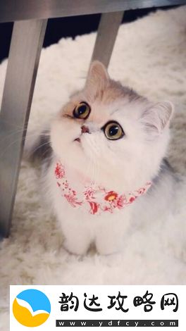 猫咪小院中的小锋与小志