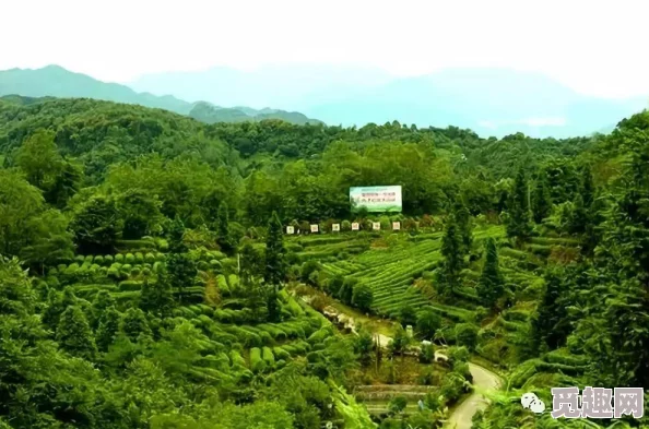 问道手游全面解析