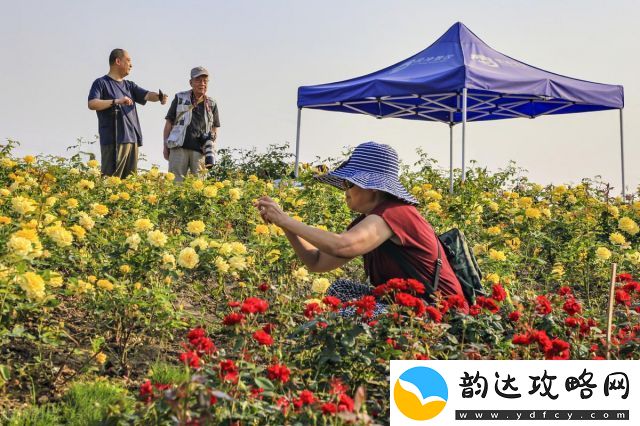 浸入花海的七天之旅