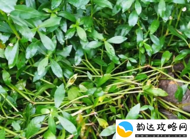 体验清新观看体验